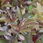 Wine and Roses Weigela